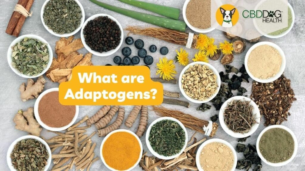 what are adaptogens for dogs for pets cbd mushrooms ashwagandha for dogs