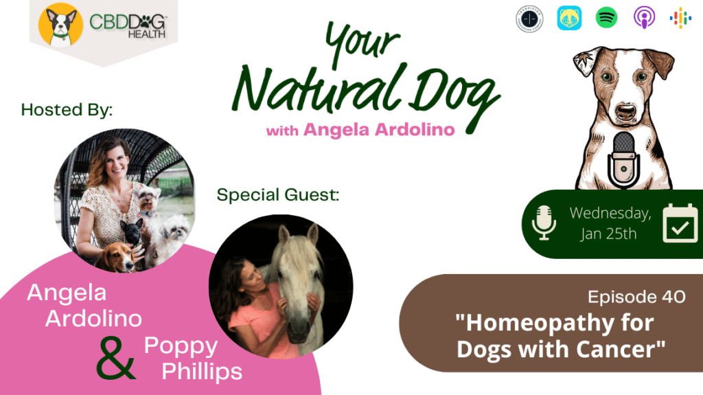 poppy phillips homeopathy for dogs with cancer your natural dog podcast