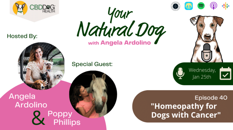 poppy phillips homeopathy for dogs with cancer your natural dog podcast
