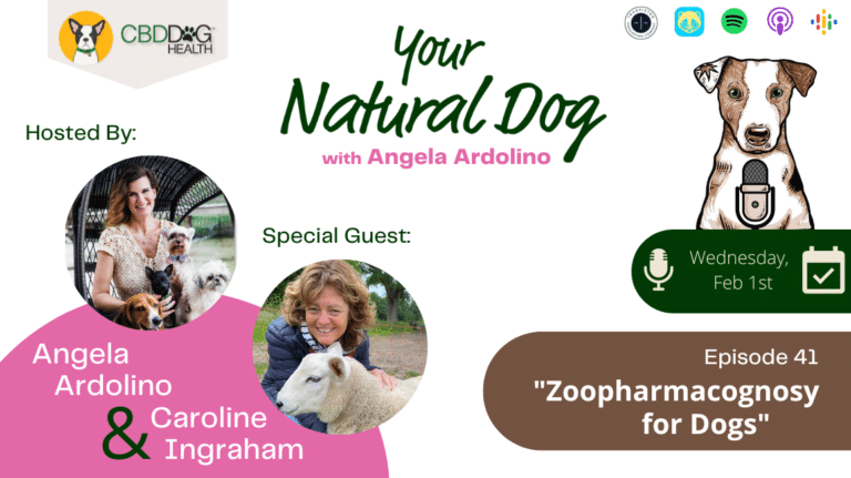 zoopharmacognosy for dogs with caroline ingraham animal self selection your natural dog podcast angela ardolino