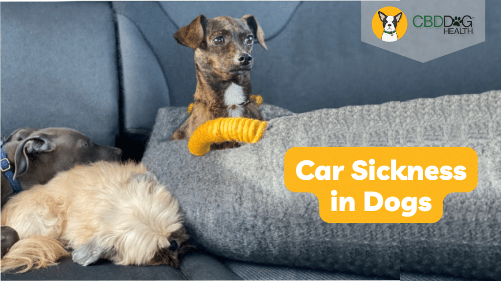 car sickness in dogs motion sickness in dogs cbd for dog pet travel anxiety nausea stress fear