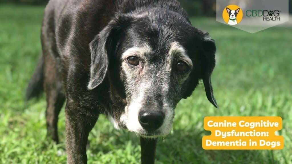 canine cognitive dysfunction ccd dementia in dogs cbd mushrooms holistic brain health