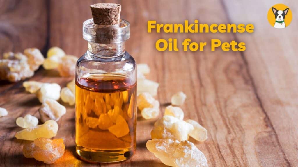 is frankincense safe for dogs frankincense for dogs benefits