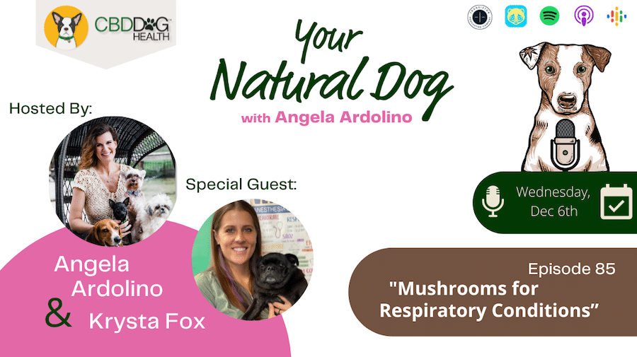 mushrooms for respiratory conditions krysta fox mycodog breathe