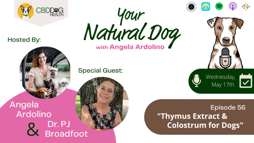 Thymus Extract for Dogs Colostrum for dogs with Dr PJ Broadfoot on Your Natural Dog Podcast