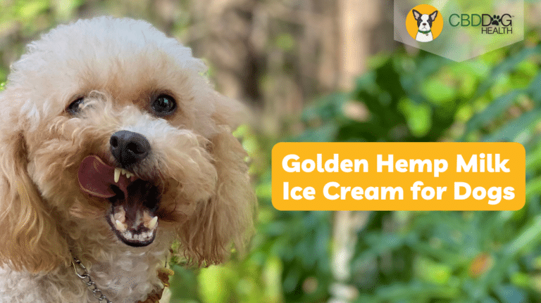 Angela's Golden Hemp Milk Dog Ice cream doggie dessert for dogs treat diy homemade golden milk hemp seed milk for dogs recipe healthy dog dessert