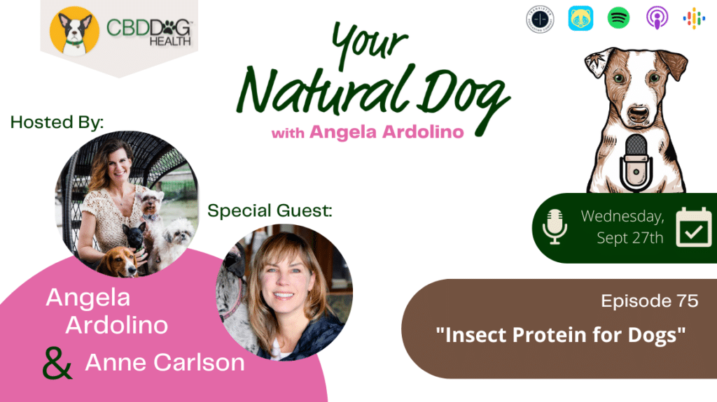 Insect protein for dogs jiminys dog food angela ardolino YND Podcast