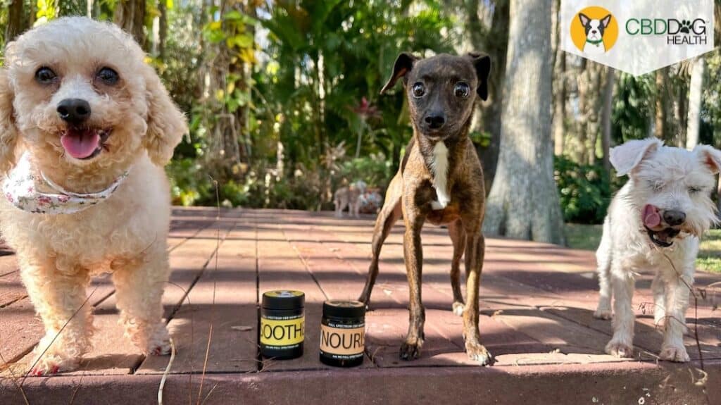 topical CBD for dog skin conditions skin cancer tumors allergies rash growths skin tags warts hot spots infections yeast