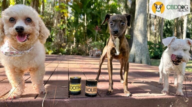 topical CBD for dog skin conditions skin cancer tumors allergies rash growths skin tags warts hot spots infections yeast