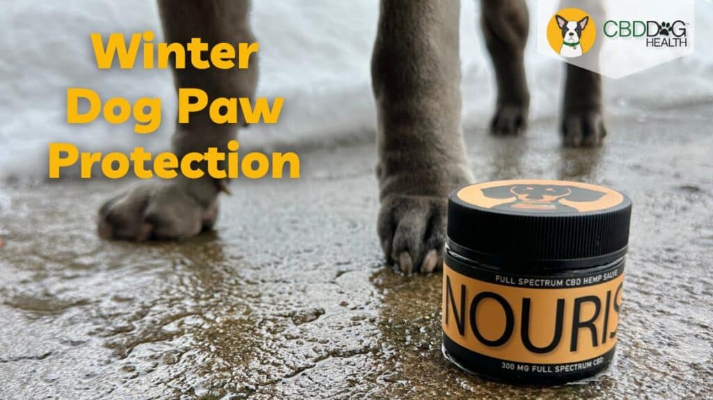 winter dog paw protection ice snow salt cbd salve nourish protect pet paws