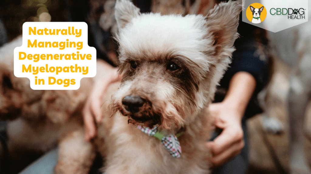 degenerative myelopathy in dogs cbd for dm cbg for dm in dogs degenerative myelopathy natural methods lions mane mushrooms