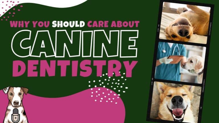The importance of dog dentistry with Dr Katie Kangas on Your Natural Dog Podcast