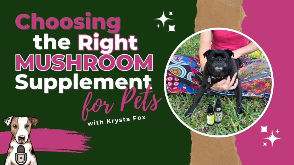 Choosing the right mushroom supplement for pets with Krysta Fox of Pug and Hound Pet Apothecary mushroom tinctures vs mushroom powders tinctures vs powders