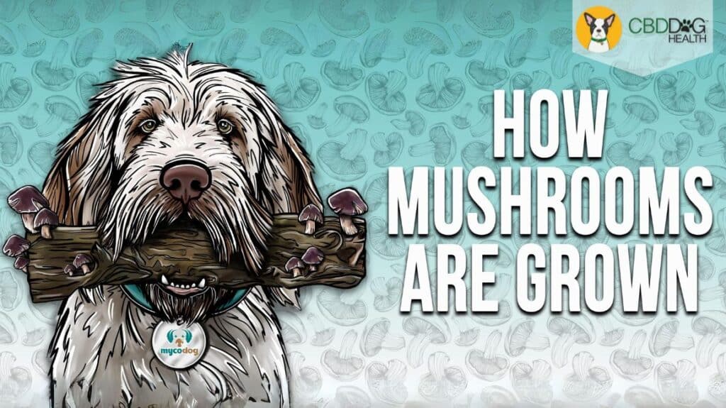 How Mushrooms Are Grown and why it matters when it comes to mushroom supplements for pets