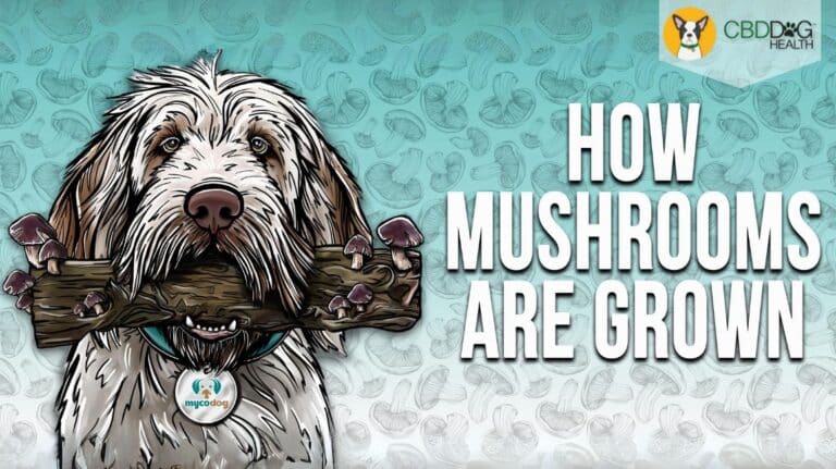 How Mushrooms Are Grown and why it matters when it comes to mushroom supplements for pets
