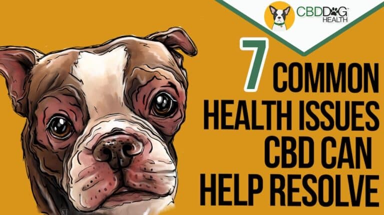 7 common dog health issues CBD can help manage naturally seizures cancer tumors allergies cushings anxiety stress inflammation pain CBD for dogs benefits