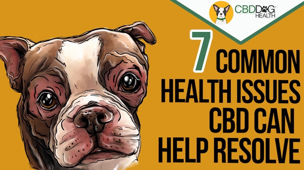 7 common dog health issues CBD can help manage naturally seizures cancer tumors allergies cushings anxiety stress inflammation pain CBD for dogs benefits