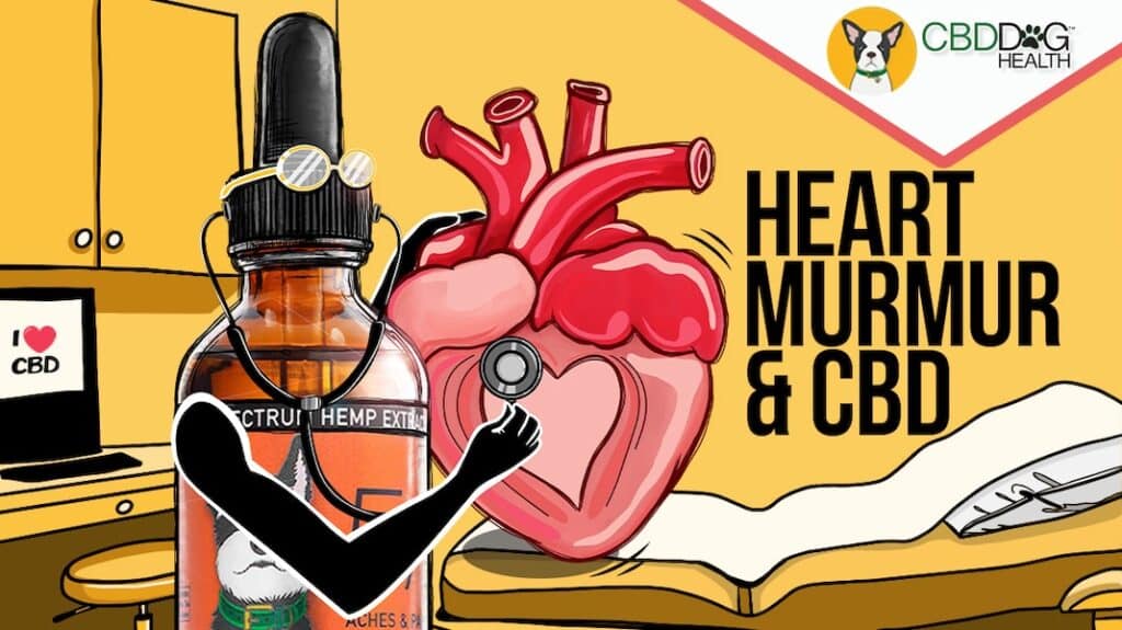 CBD for Heart murmur in dogs What is a heart murmur in dogs cats natural heart support cardiovascular health