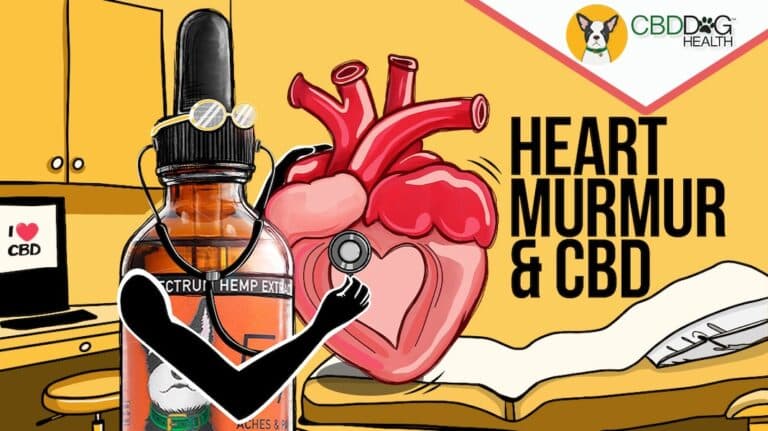 CBD for Heart murmur in dogs What is a heart murmur in dogs cats natural heart support cardiovascular health