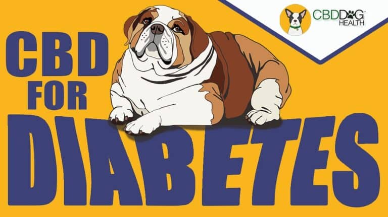 CBD for diabetes in dogs cat diabetes diabetic pets mushrooms for diabetes dogs cats pets