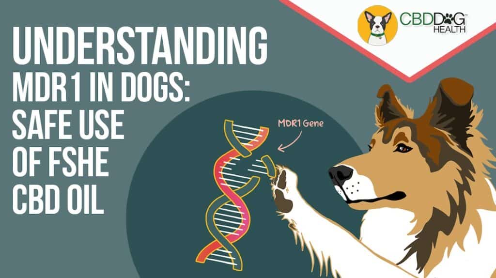 MDR1 dogs can have CBD full spectrum hemp extract cbd oil for dogs with MDR1