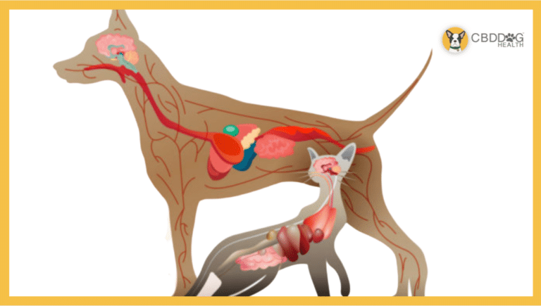 Endocannabinoid system - cbd for cats and dogs