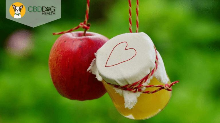 How to safely use Apple Cider Vinegar for dogs