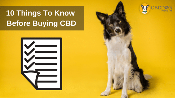 10 Things To Know Before Buying CBD for pets