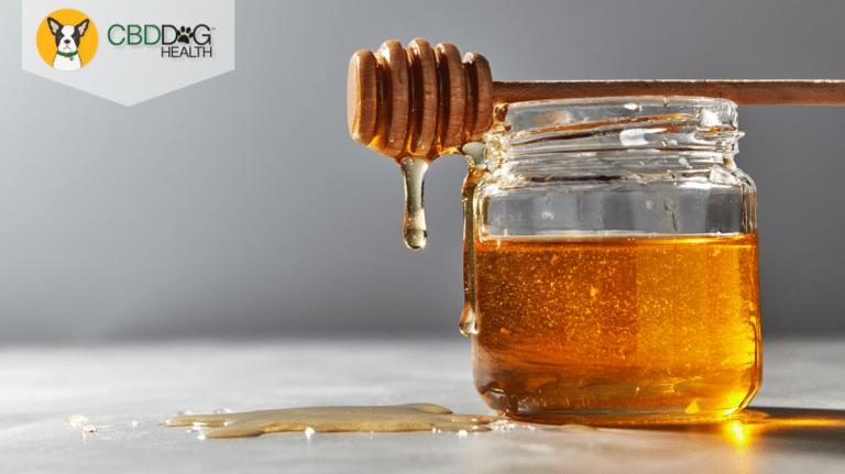 Is Honey Safe For Dogs?