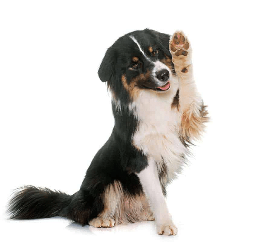 cbd-dog