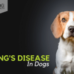 CBD For dogs with Cushing's Disease