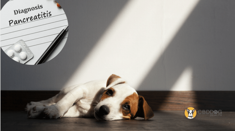 CBD for Pancreatitis in dogs CBD for dogs with pancreatitis Can CBD Help A Dog With Pancreatitis