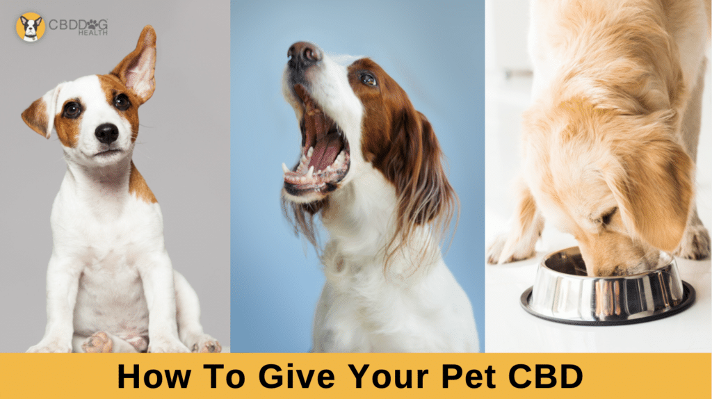 How To Give Your Best CBD