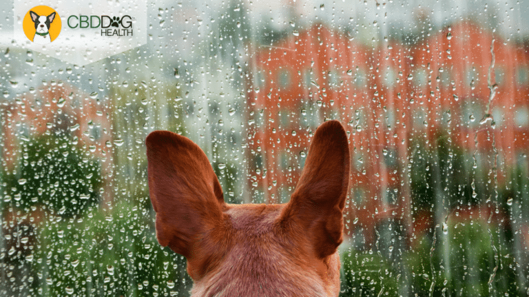 Thunderstorm Anxiety In Dogs