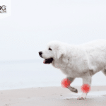 CBD for dogs with arthritis how much cbd oil for dog with arthritis Is CBD good for dogs joint pain? cbd oil for dogs with arthritis joint pain mobility