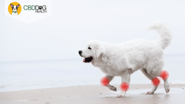 CBD for dogs with arthritis how much cbd oil for dog with arthritis Is CBD good for dogs joint pain? cbd oil for dogs with arthritis joint pain mobility