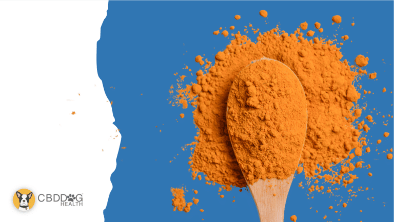 Turmeric For Dogs 1