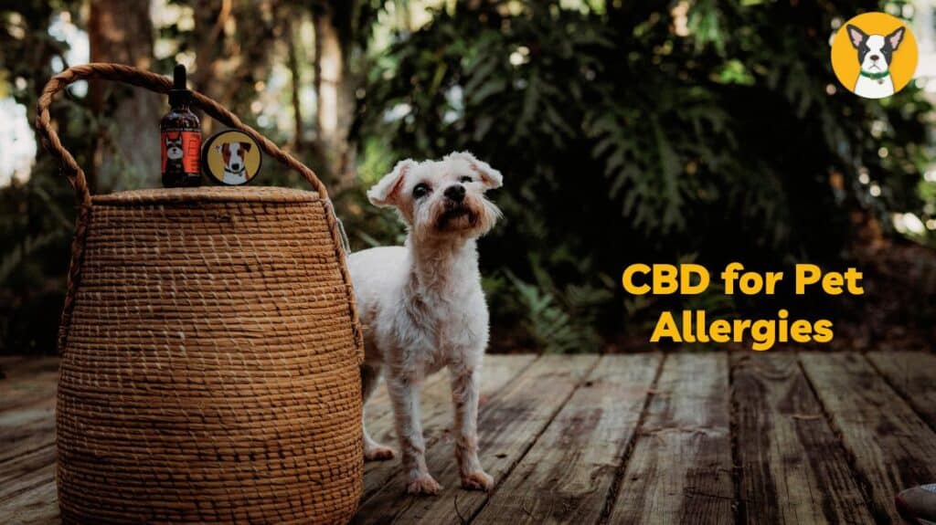 CBD for allergies in pets dog allergies cat allergies cbd oil for allergy relief