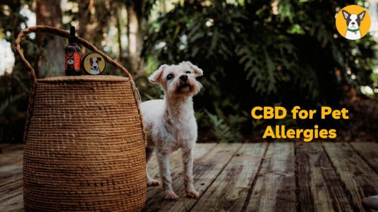 CBD for allergies in pets dog allergies cat allergies cbd oil for allergy relief
