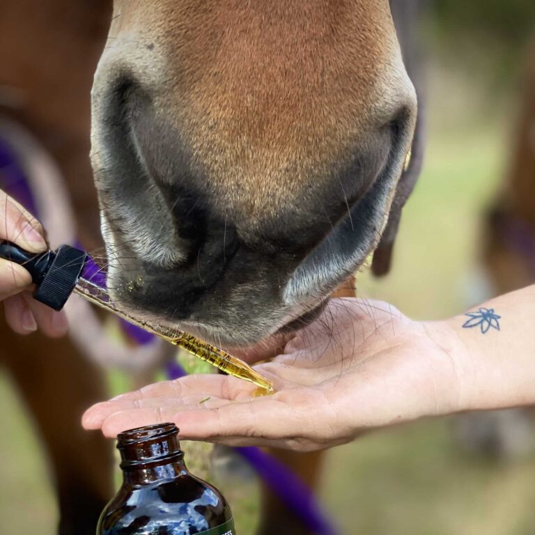 Horse Administering 2