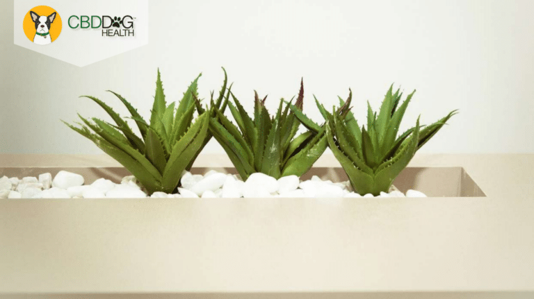 The Truth About Aloe Vera for Dogs