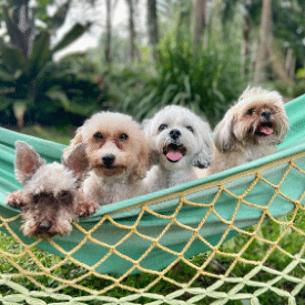 Dogs on hammock