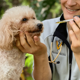 Dosing CBD for dogs pets to Rhemi the dog