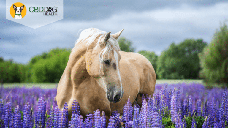 CBD For Anxiety in Horses