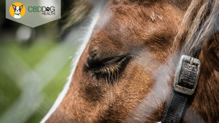 CBD For Cushing's Disease in Horses