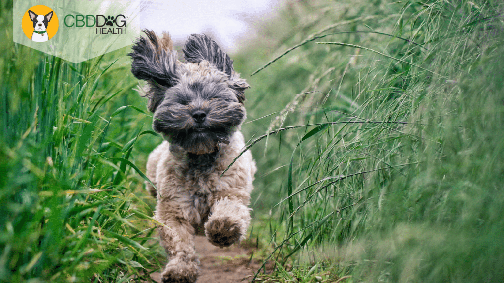 Natural Pain Relief For Dogs and Cats - CBD for pain
