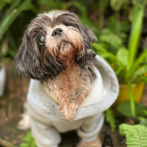 CBD for Cushing's Disease