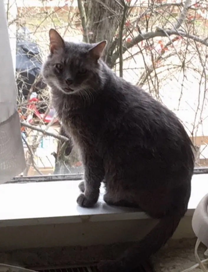 HEAL for cats review image 2