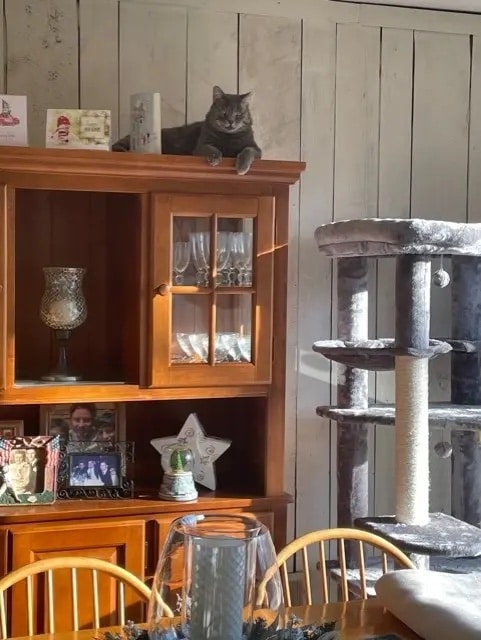 HEAL for cats review image