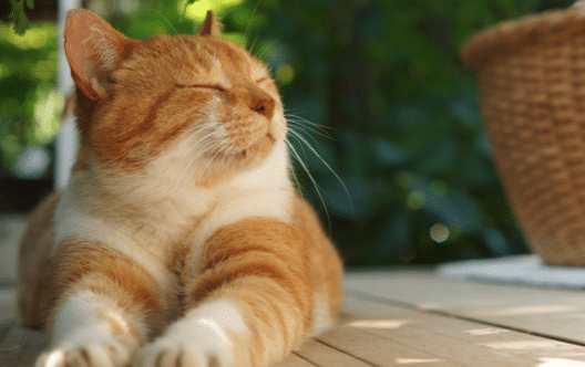 CALM for cats review image